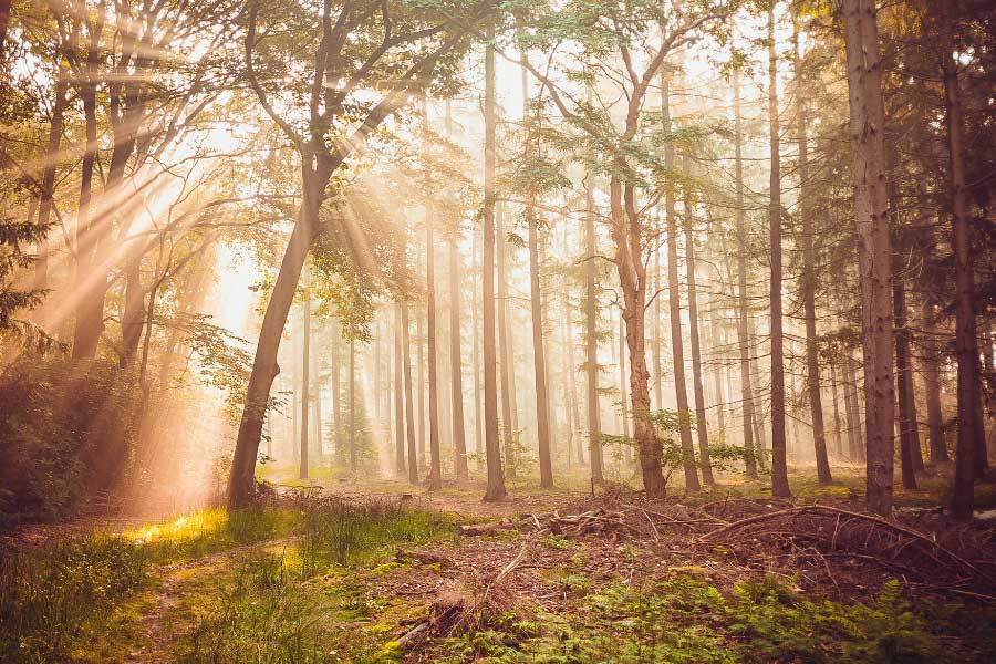 麻将糊了-網(wǎng)球新(xīn)星夺得(dé)大满貫(guàn)冠军